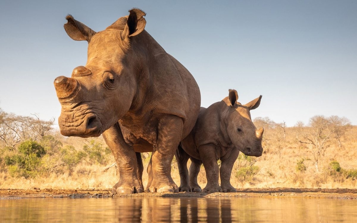 Mkomazi national park